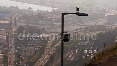 一只海鸥坐在灯柱上，在<strong>嘈杂</strong>污染的<strong>城市</strong>里清理羽毛。 鸟，自然，环境，阳光