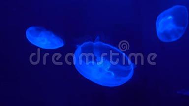 蓝色背景深海中的慢运动荧光水母
