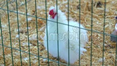 白母鸡、公鸡、白鸡、鸡、火鸡场、农场、养鸡场、家禽生产场