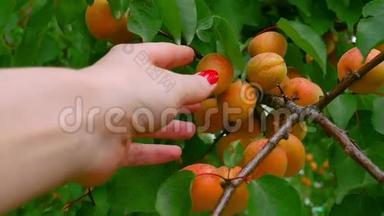 雌手从<strong>杏</strong>树上摘下一颗成熟的<strong>果实</strong>.. 一只手和一棵树的特写。