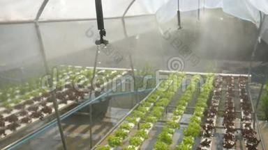 水培蔬菜种植场的水灌雾。 高清慢<strong>速运</strong>动。 泰国。