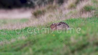 标题：棕色<strong>野兔</strong>，欧洲<strong>野兔</strong>，坐/休息/躲在草丛中一动不动。
