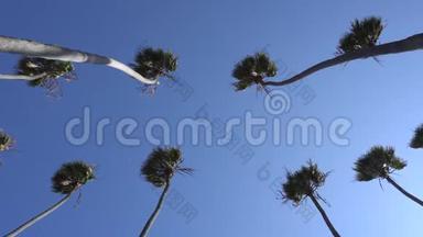 高大的加利福尼亚棕榈树在风中摇曳。 相机抬头。 温暖的晴天在圣莫尼卡海滩，加利福尼亚州。 美国