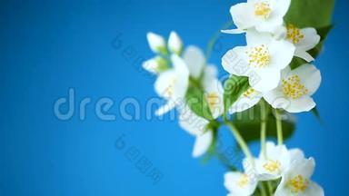 一朵朵美丽的白色茉莉花，被隔离在蓝色的树枝上