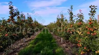 一排排苹果树之间的长过道。 苹果园，农业企业，苹果的选择。 在小树上，