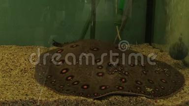 水族箱加氧水中的状河黄貂鱼，繁殖以保护金诺芬和