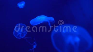 深海中漂浮的荧光水母，<strong>蓝色</strong>背景下的<strong>海洋生物</strong>