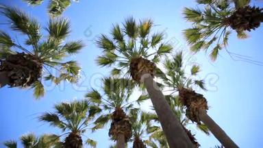 棕榈枝在阳光下。 在棕榈树间的阳光岛上休息。 美好暑假的概念..