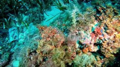 红<strong>蝎子</strong>鱼伪装在五颜六色的珊瑚礁
