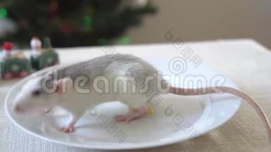 一只老鼠坐在白色盘子里吃奶酪。 新年背景装饰