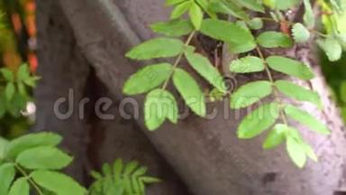 树枝上伸长的绿叶的特写。 库存录像。 美丽的绿叶，简单的树从
