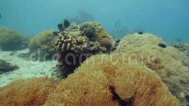 在海底的海底景观上游过珊瑚礁的外来鱼类。 潜水者观看美丽的鱼和珊瑚礁