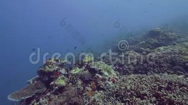 水下景观鱼游过海底的珊瑚礁。 海鱼在海草和海草的水下游动