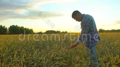 在日落或日出时，幸福的农夫在美丽成熟的麦田里散步。 男农摸着自己农场的麦穗