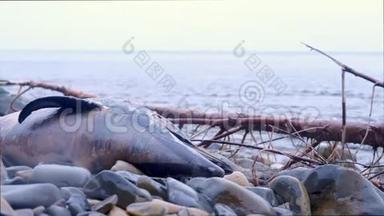 海滩上的岩石上，海豚张开了死去的大嘴，<strong>露出</strong>了头.