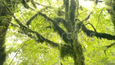 <strong>阳光</strong>`<strong>阳光</strong>透过野生热带森林的<strong>树叶</strong>和树木。 4k，慢动作