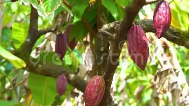 可可树，有美丽的深红色豆荚，新鲜，有机和健康的可可果实4k