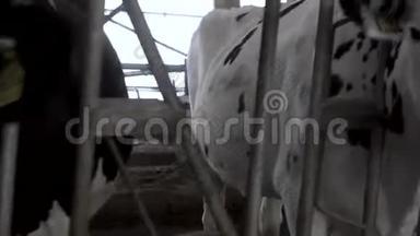 奶牛饲养过程上大型奶场，农业概念.. 录像。 奶牛场吃干草和