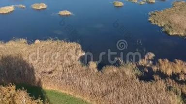 棕色的秋天芦苇和芦苇湖，空中