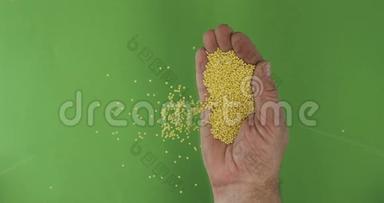 农夫掌中持粟粒.. 手中的一堆谷物落在绿色的背景上。