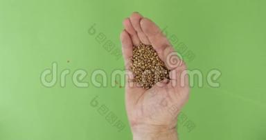 农夫在<strong>掌中</strong>握着荞麦。 手<strong>中</strong>的一堆谷物落在绿色的背景上。