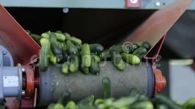 关闭蔬菜加工自动生产线。 保存黄瓜。 黄瓜罐头。 有玻璃瓶的