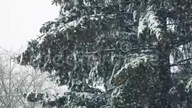 冬天的自然——松枝带雪在大风中摇曳.. 暴风雪里的大树。 针和棕色锥。 新年或