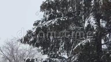 冬天的自然——松枝带雪在大<strong>风</strong>中摇曳.. 暴<strong>风</strong>雪里的大树。 针和棕色锥。 <strong>新年</strong>或