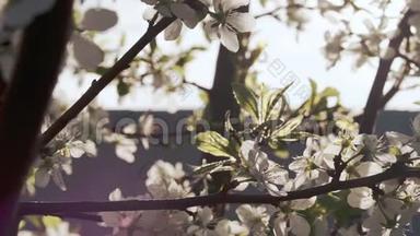 在阳光明媚的<strong>春日</strong>里，苹果树盛开的枝丫与鲜花合拢