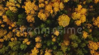 俯视无人机飞行在令人惊叹的郁郁葱葱的绿<strong>黄</strong>树梢之上，美丽温暖的<strong>大气</strong>秋林景观。