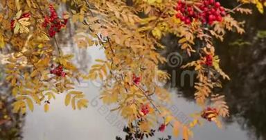 慢动作视频，树枝上有红山灰的浆果，在水中，黄色的叶子，在水中反射，多云