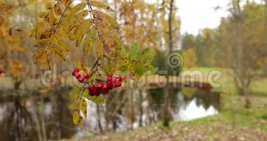 慢动作视频，树枝上有红山灰的浆果，在<strong>水中</strong>，黄色的叶子，在<strong>水中</strong>反射，多云