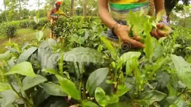 女人`手拿手镯在种植园采茶