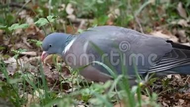 在森林中寻找食物的木鸽科伦巴帕鲁布斯