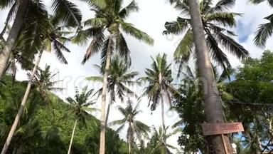 蓝天映衬下的棕榈树。木制椰子牌出售。旅游度假自然观。热带仰视图