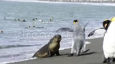 在佐治亚州南部玩企鹅国王的毛皮海豹