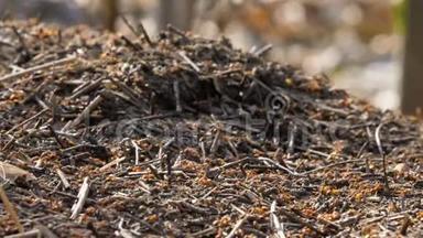 蚁群活动蚁巢蔓延班野虫春夏