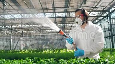 生物学家用盆栽植物浇水。 科学家在作物上喷洒有毒农药、<strong>杀虫</strong>剂。