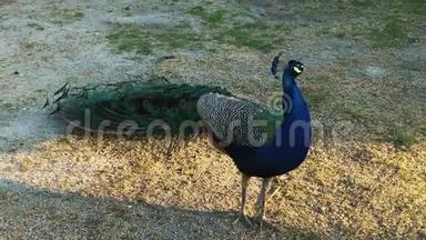 美丽的蓝孔雀绿色孔雀站在公园里。