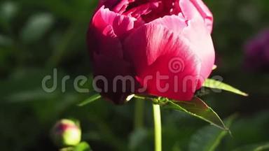 大自然花牡丹。 <strong>清新</strong>美丽盛开的粉红色牡丹花在花园里。 <strong>春</strong>天</strong>花园里浪漫的粉红色牡丹。