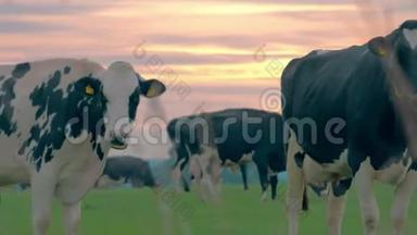 日落时分<strong>奶牛</strong>场，透过草地观看