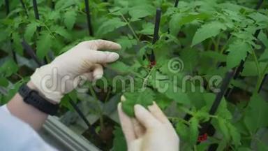 一位女农学家在温室里走来走去，写下关于西红柿的数据。 番茄叶片的护理
