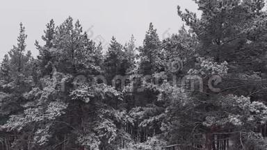 令人叹为观止的飞在平静的雪覆盖雪杉，松树。 冬时，风景秀丽.. 童话森林，冰冻