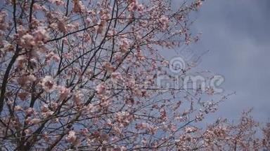 蓝天背景下美丽的日本樱花或樱花