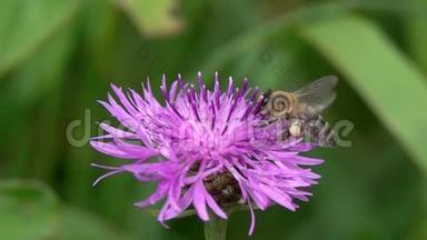 蜜蜂在一朵鲜艳的紫色花朵上采集花蜜，特写，慢动作视频.. 棕花宏镜头