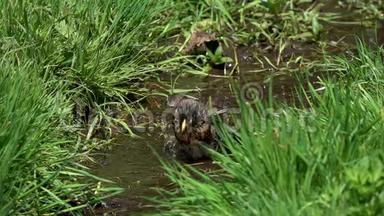 <strong>画眉</strong>鸟Turdus pilaris：早春小鸟在溪流中洗澡的慢镜头
