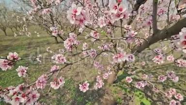 摩尔多瓦春季大风时盛开的杏仁树粉红色花朵的特写