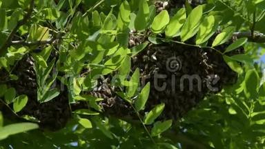 蜂拥而至的蜜蜂。在刺槐树枝上形成一个新的蜂群科蜜蜂。蜂群