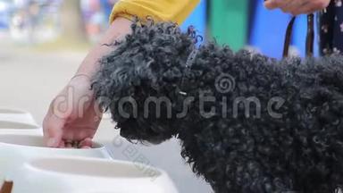黑卷曲的狗从主人`手和白色的碗里吃食物