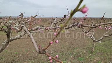 摩尔多瓦初春开放期间，花园里盛开着粉红色的桃花